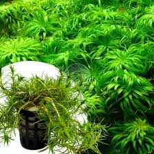 Image result for Syngonanthus angolensis