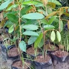 3 tahun durian duri hitam berbuah dengan perawatan yang intensif durian duri hitam bisa berbuah. Jual Bibit Durian Duri Hitam Cepat Berbuah Samudrabibit Com
