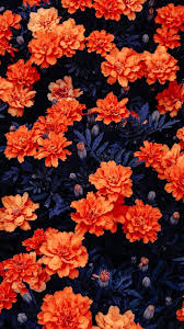 They can also go a long way toward giving you inspiration and joy in whatever you do with this machine that is known to be one of the greatest inventions of mankind. Flower Mobile Wallpapers Wallpaper Cave