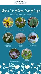 The city of carmel is one of the fastest growing cities in indiana. What S Blooming Wildflower Bingo Carmel Clay Parks Recreation