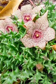 Image result for Huernia hystrix