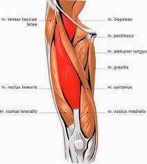 It is formed when the soleus muscle tendon joins with the gastrocnemius tendon. Thigh Muscles Origin Insertion Nerve Supply Action How To Relief Thigh Muscles Hip Flexor Stretch Muscular System Anatomy