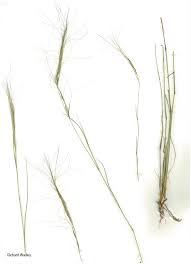 Image result for Aristida pilgeri