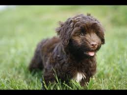 Havanese breeders in minnesota below is a list of havanese breeders in minnesota havanese puppies for sale mn. Puppyfinder Com Havanese Puppies Puppies For Sale Near Me In Minnesota Usa Page 1 Displays 10