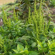 Image result for Amaranthus thunbergii
