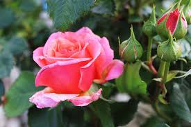 Schneidet man diese rosen im frühjahr, gibt es keine blüten. Wie Schneidet Man Rosen Richtig Wann Ist Der Richtige Zeitpunkt