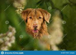 Perro bajo un castaño foto de archivo. Imagen de campo - 226117540
