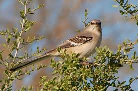 Backyard Birds Of Arizona Desert Northern Mockingbird Males Sing All Night Long Photo C By Michael Plagens With Images Sonoran Desert Photo Northern