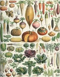 Legumes Illustration 1930 Vintage Papiers Vintage Dessins Botaniques Gravures Botaniques Anciennes Illustrations De Plantes