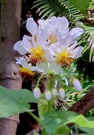 Image result for Sparrmannia