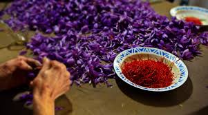 Sofranul este considerat cel mai scump condiment de pe glob si asta din cauza greutatii cu care se recolteaza si prelucreaza acesta. Sofran Tot Ce Trebuie Sa Stii Cultivare Plantare Intretinere