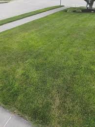 What is the darkest shade of green called? Different Colors Of Grass Help A Newbie The Lawn Forum