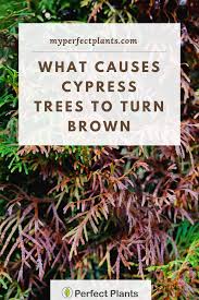 Leyland cypress (x cupressocyparis leylandii ) has grown in popularity in the southeast over the diseases. Why Is My Bald Cypress Tree Turning Brown Perfect Plants Bald Cypress Tree Perfect Plants Cypress