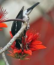 Image result for Erythrina sacleuxii