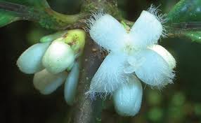 Image result for Pauridiantha dewevrei