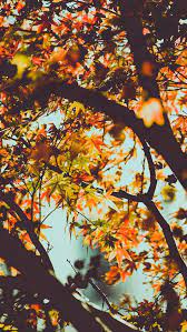 Wallpaper Iphone Autumn September Wallpaper Fall Wallpaper Iphone Wallpaper Fall
