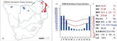 Image result for Schlechterina mitostemmatoides