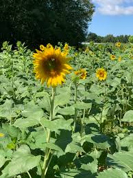 We did not find results for: A Visit To The Anderson S Sunflower Farm Francis Girls Style