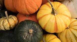You can choose from white or orange, mini or large and even note: Pumpkin Growing Guide Tui Prepare Plant Nourish Harvest
