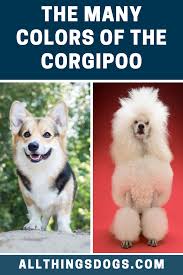 Black And Brown Corgi Corgipoo Colors Corgi Poodle Mix Corgipoo Corgi Poodle