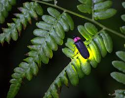 All firefly passengers shall be required to wear face mask in airports and on board flights effective from 23rd april 2020. How Fireflies Glow And What Signals They Re Sending Earth Earthsky