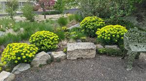 Image result for Euphorbia spissiflora