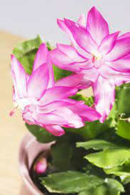 We did not find results for: 13 Best Christmas Plants Best Flowers For Christmas And Winter