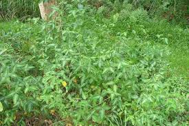 Image result for Desmodium uncinatum