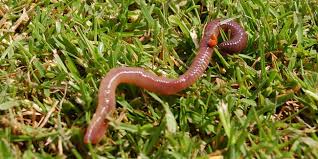 Qu Est Ce Que La Tourbe Comment L Utiliser Au Jardin