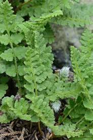 Image result for Woodsiaceae