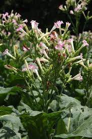 Image result for Nicotiana tabacum