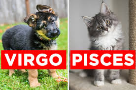 The ultimate fortnite 2020 quiz. What Adopt Me Pet Are You Quiz Anna Blog
