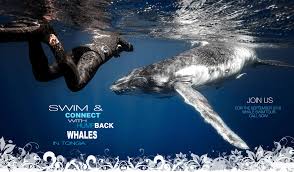 Swim With Humpback Whales in Tonga