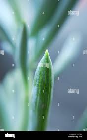 Image result for tbn:HNtrRnQBmFuaxM::www.bluechopsticks.com/img_large/800CC_0805S1015.jpg