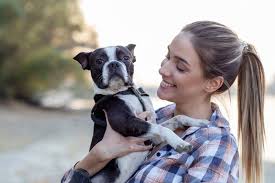 Boston Terrier Dog Breed | Ukpets