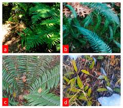 Image result for Blechnaceae