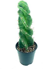 Image result for Cereus