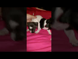 For sale akc teacup chihuahua puppies. Chihuahua Puppies For Sale Female Chihuahua Puppies