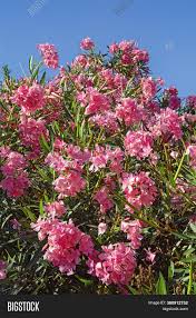 Willis orchard company also offers two dwarf varieties: Bright Pink Flowers Image Photo Free Trial Bigstock