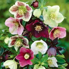 Helleborus Orientalis Lenten Rose Garden Hood Plantlist Shade Loving Perennials Flowers Perennials Cottage Garden Plants