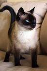 Siamese Cat Names - 55+ Awesome Names for Your Cat