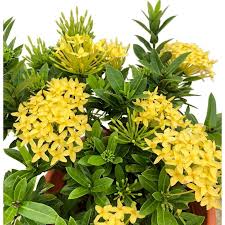 Image result for Ixora seretii