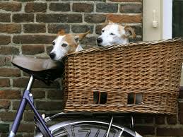 The Girl Means Business Poster I Am Who I Am Your Approval Is Not Required Jack Russell Google Search Dog Bike Basket Biking With Dog Dog Basket