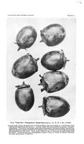 Image result for Stadmannia oppositifolia