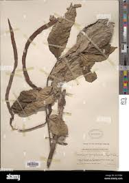 Image result for Markhamia zanzibarica