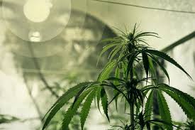 For the flowering stage, both the veg and bloom switches can be turned on simultaneously, providing the full light spectrum. Best Cannabis Grow Light For Beginners Rqs Blog