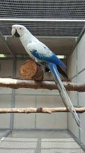 Bird Aviary For Sale Durban Pet Birds Best Pet Birds Funny Parrots