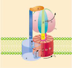 Check spelling or type a new query. What Makes Atp Synthase Spin Nature