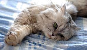 Cats do sleep a great deal. 3jelpt3 75uexm