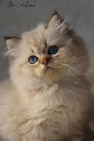 Ileven Male British Longhair Seal Golden Tabby Point Cat Chat Babycat Kitten Britishlonghair Colorpoint Bord Baby Cats Ragdoll Cat Pet Lover Jewelry